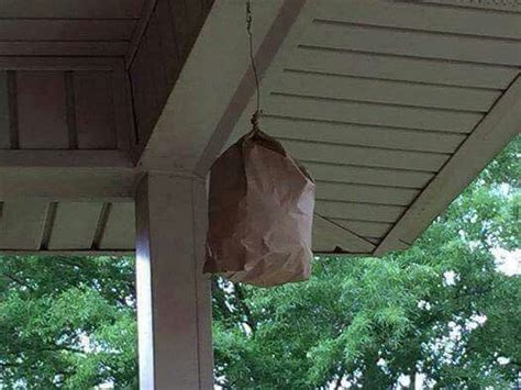 plastic bag fake hornet's nest carpenter bees|carpenter bee deterrent without trap.